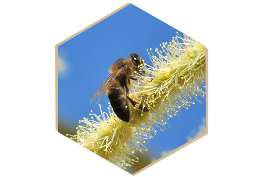 How Do Bees Produce Chestnut Honey?t